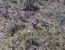 Rando - Laure-Minervois